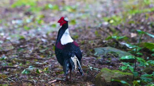 Female Adult Svensson Pheasant Lophura Swinhoii Secretive Handsome Endemic Pheasant — Stock Video