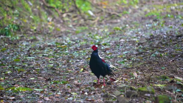 台湾山区的雌性成年Svensson Pheasant Lophura Swinhoii 英俊的特有野鸡 台湾宜兰县 2022年 — 图库视频影像