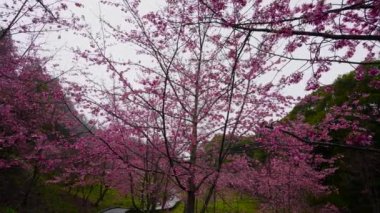 Parkta güzel pembe kiraz çiçekleri (sakura ağacı). Fushou dağ çiftliğinde kiraz çiçekleri. Heping Bölgesi, Taichung Şehri, Tayvan. 2022