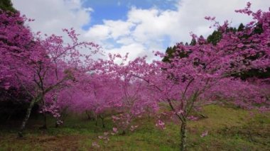 Parkta güzel pembe kiraz çiçekleri (sakura ağacı). Fushou dağ çiftliğinde kiraz çiçekleri. Heping Bölgesi, Taichung Şehri, Tayvan. 2022