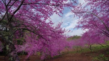 Parkta güzel pembe kiraz çiçekleri (sakura ağacı). Fushou dağ çiftliğinde kiraz çiçekleri. Heping Bölgesi, Taichung Şehri, Tayvan. 2022
