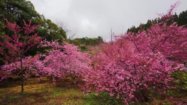 Belas Flores Cereja Rosa Árvore Sakura Parque Cerejeira Floresce Fazenda — Vídeo de Stock