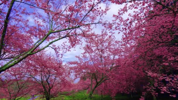 Парке Цветет Розовая Вишня Саженец Цветение Сакуры Горной Ферме Фушу — стоковое видео
