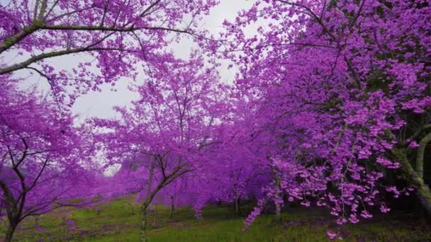 公园里美丽的粉色樱花 樱桃树 樱桃花盛开在福寿山农场 台湾台中市和平区 2022年 — 图库视频影像
