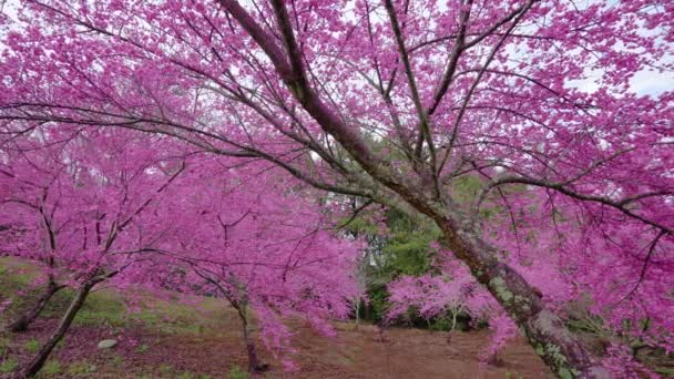 Piękne Różowe Kwiaty Wiśni Sakura Parku Kwiat Wiśni Farmie Fushou — Wideo stockowe