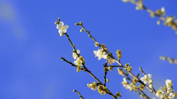 満開の白い梅の花 ふすま山農場で雪が飛んでいます 台中市和平区 2022年 — ストック動画