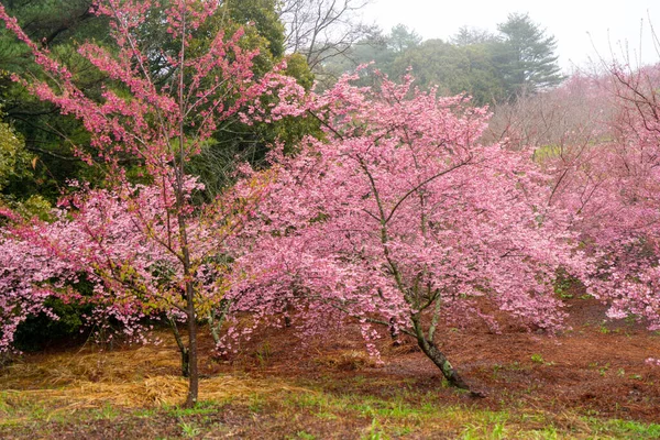 Belas Flores Cereja Rosa Árvore Sakura Parque Cerejeira Floresce Fazenda — Fotografia de Stock