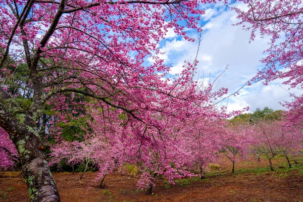 公园里美丽的粉色樱花 樱桃树 樱桃花盛开在福寿山农场 台湾台中市和平区 2022年 — 图库照片