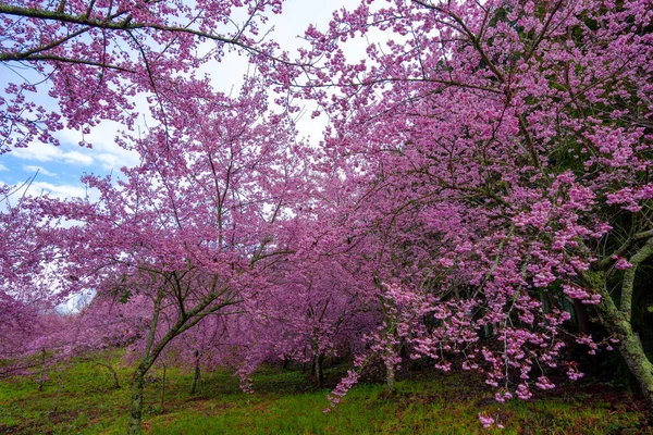 Parkta güzel pembe kiraz çiçekleri (sakura ağacı). Fushou dağ çiftliğinde kiraz çiçekleri. Heping Bölgesi, Taichung Şehri, Tayvan. 2022