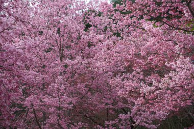 Parkta güzel pembe kiraz çiçekleri (sakura ağacı). Taichung, Tayvan 'daki Wuling Çiftliği' nde kiraz çiçeği mevsimi. 2022.