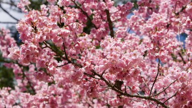 Parkta güzel pembe kiraz çiçekleri (sakura ağacı). Taichung, Tayvan 'daki Wuling Çiftliği' nde kiraz çiçeği mevsimi. 2022.