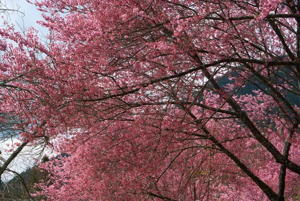 公园里美丽的粉色樱花 樱桃树 台中市五陵农场的樱花盛开季节 2022年 — 图库照片