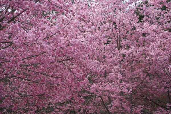 公园里美丽的粉色樱花 樱桃树 台中市五陵农场的樱花盛开季节 2022年 — 图库照片