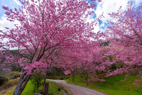 Гарні Рожеві Вишневі Квітки Сакура Парку Сезон Цвітіння Wuling Farm — стокове фото
