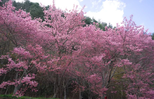 公园里美丽的粉色樱花 樱桃树 台中市五陵农场的樱花盛开季节 2022年 — 图库照片