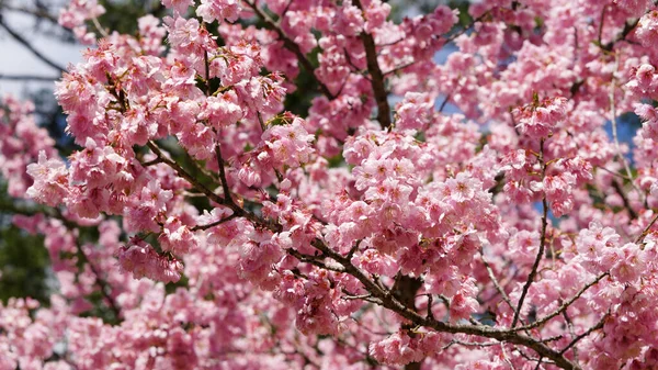 Parkta güzel pembe kiraz çiçekleri (sakura ağacı). Taichung, Tayvan 'daki Wuling Çiftliği' nde kiraz çiçeği mevsimi. 2022.