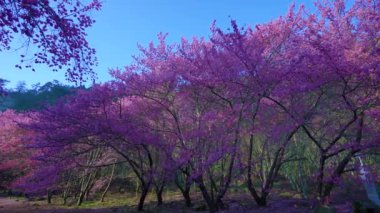 Parkta güzel pembe kiraz çiçekleri (sakura ağacı). Taichung, Tayvan 'daki Wuling Çiftliği' nde kiraz çiçeği mevsimi. 2022.