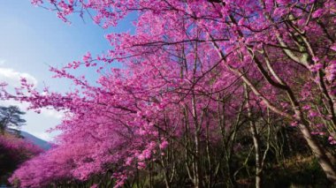 Parkta güzel pembe kiraz çiçekleri (sakura ağacı). Taichung, Tayvan 'daki Wuling Çiftliği' nde kiraz çiçeği mevsimi. 2022.