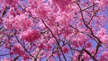 Parkta güzel pembe kiraz çiçekleri (sakura ağacı). Taichung, Tayvan 'daki Wuling Çiftliği' nde kiraz çiçeği mevsimi. 2022.