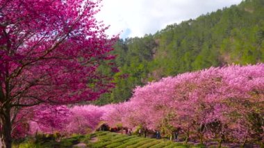 Parkta güzel pembe kiraz çiçekleri (sakura ağacı). Taichung, Tayvan 'daki Wuling Çiftliği' nde kiraz çiçeği mevsimi. 2022.