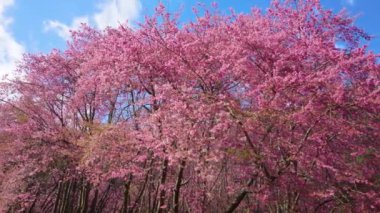Parkta güzel pembe kiraz çiçekleri (sakura ağacı). Taichung, Tayvan 'daki Wuling Çiftliği' nde kiraz çiçeği mevsimi. 2022.