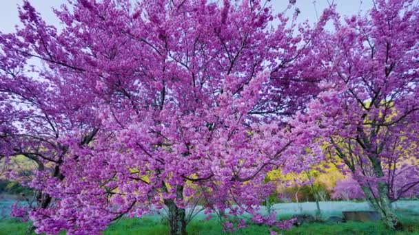 園内には美しいピンクの桜 が咲きます 台中市の武陵農場での桜の季節 2022年 — ストック動画