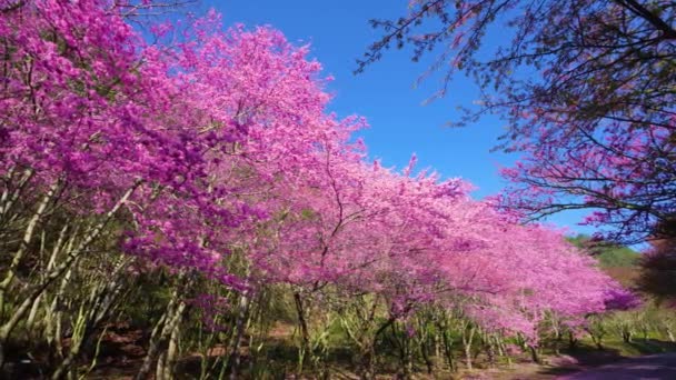 Krásné Růžové Květy Třešní Sakura Strom Parku Období Kvetení Třešní — Stock video