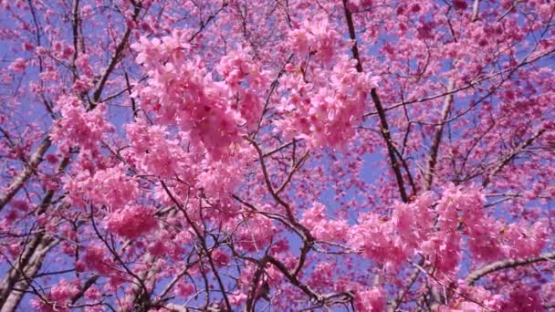 Gyönyörű Rózsaszín Cseresznyevirág Sakura Parkban Cseresznyevirág Szezon Wuling Farm Taichung — Stock videók