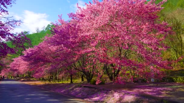 Prachtige Roze Kersenbloei Sakura Boom Het Park Kersenbloesem Seizoen Wuling — Stockvideo