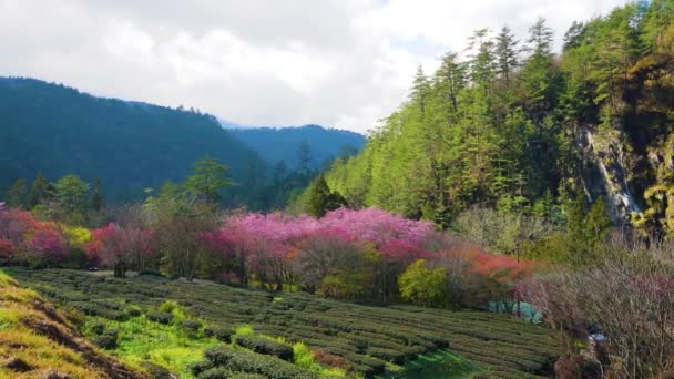 Парке Цветет Розовая Вишня Саженец Сезон Цветения Сакуры Wuling Farm — стоковое видео