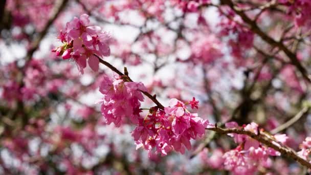 공원에는 아름다운 분홍빛 사쿠라 타이완 시티에 양귀비 농장에서는 벚꽃이 핍니다 — 비디오