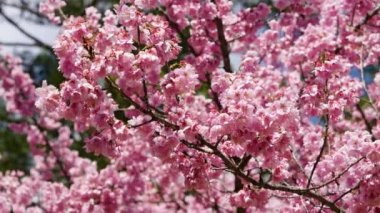 Parkta güzel pembe kiraz çiçekleri (sakura ağacı). Taichung, Tayvan 'daki Wuling Çiftliği' nde kiraz çiçeği mevsimi. 2022.