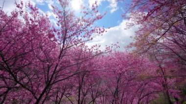 Parkta güzel pembe kiraz çiçekleri (sakura ağacı). Taichung, Tayvan 'daki Wuling Çiftliği' nde kiraz çiçeği mevsimi. 2022.