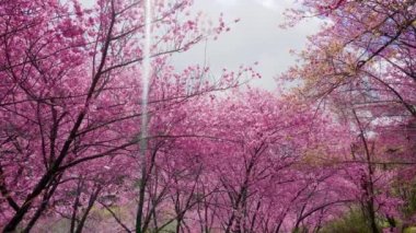 Parkta güzel pembe kiraz çiçekleri (sakura ağacı). Taichung, Tayvan 'daki Wuling Çiftliği' nde kiraz çiçeği mevsimi. 2022.