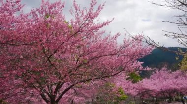 Parkta güzel pembe kiraz çiçekleri (sakura ağacı). Taichung, Tayvan 'daki Wuling Çiftliği' nde kiraz çiçeği mevsimi. 2022.
