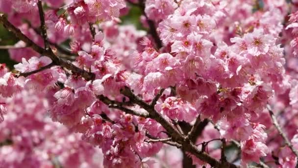 Hermosas Flores Cerezo Rosa Árbol Sakura Parque Temporada Flores Cerezo — Vídeos de Stock