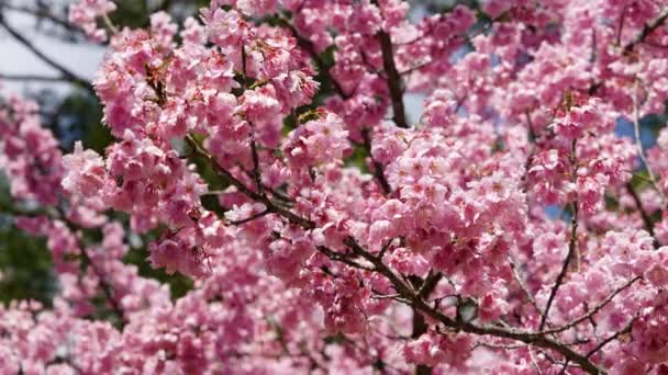 Парке Цветет Розовая Вишня Саженец Сезон Цветения Сакуры Wuling Farm — стоковое видео