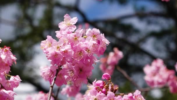 Όμορφη Ροζ Άνθη Κερασιάς Sakura Δέντρο Στο Πάρκο Εποχή Ανθίσεων — Αρχείο Βίντεο