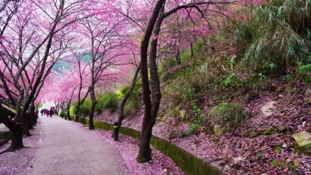 Hermosas Flores Cerezo Rosa Árbol Sakura Parque Temporada Flores Cerezo — Vídeo de stock