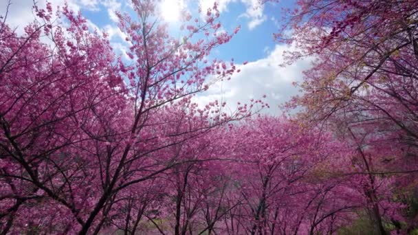 公园里美丽的粉色樱花 樱桃树 台中市五陵农场的樱花盛开季节 2022年 — 图库视频影像