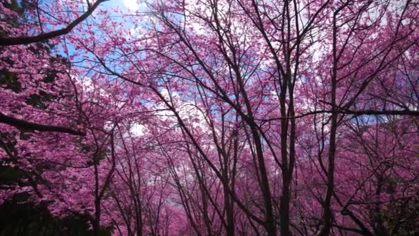 Prachtige Roze Kersenbloei Sakura Boom Het Park Kersenbloesem Seizoen Wuling — Stockvideo