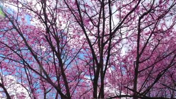 Belles Fleurs Cerisier Rose Sakura Dans Parc Saison Des Fleurs — Video