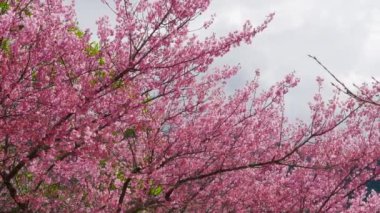 Parkta güzel pembe kiraz çiçekleri (sakura ağacı). Taichung, Tayvan 'daki Wuling Çiftliği' nde kiraz çiçeği mevsimi. 2022.