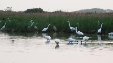 Siyah yüzlü kaşıklar gagalarıyla yiyecek arıyorlar. (Platalea minör) Bazı Çinli balıkçıllar, Jiading Wetland, Kaohsiung City, Tayvan.