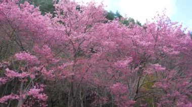 Parkta güzel pembe kiraz çiçekleri (sakura ağacı). Taichung, Tayvan 'daki Wuling Çiftliği' nde kiraz çiçeği mevsimi. 2022.
