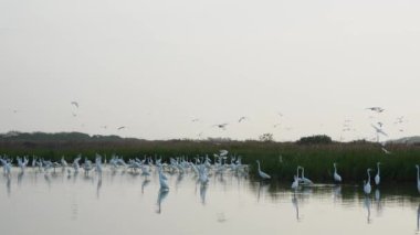 Siyah yüzlü kaşıklar gagalarıyla yiyecek arıyorlar. (Platalea minör) Bazı Çinli balıkçıllar, Jiading Wetland, Kaohsiung City, Tayvan.