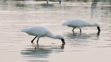 Siyah yüzlü kaşıklar gagalarıyla yiyecek arıyorlar. Yakın plan. (Platalea minör) Bazı Çinli balıkçıllar, Jiading Wetland, Kaohsiung City, Tayvan.