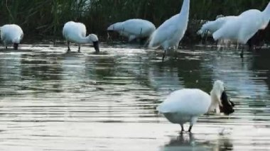 Siyah yüzlü kaşıklar gagalarıyla yiyecek arıyorlar. Yakın plan. (Platalea minör) Bazı Çinli balıkçıllar, Jiading Wetland, Kaohsiung City, Tayvan.