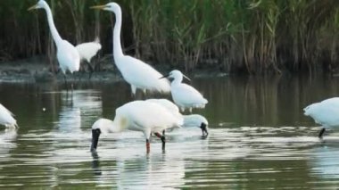Siyah yüzlü kaşık gagası balıkları yiyor. Balıklar suya düştü ve tekrar yakalandı. (Platalea minör) Bazı Çinli balıkçıllar, Jiading Wetland, Kaohsiung City, Tayvan.