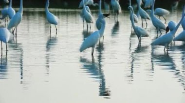 Bu Çinli balıkçıl balığı yutmak için başını aşağı yukarı çevirdi. (Platalea minör) Bazı Çinli balıkçıllar, Jiading Wetland, Kaohsiung City, Tayvan.
